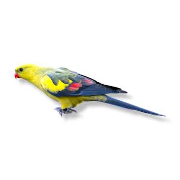 Regent Parrot - Polytelis Anthopeplus