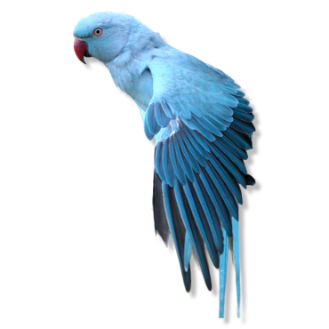 Ρίκ νεκ μπλε - Ring Necked Parakeet Blue - Psittacula Krameri