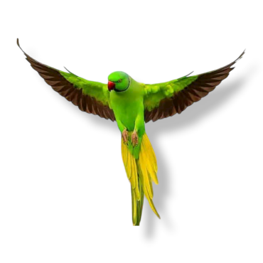 Ρίκ νεκ πράσινο - Ring Necked Parakeet Green - Psittacula Krameri