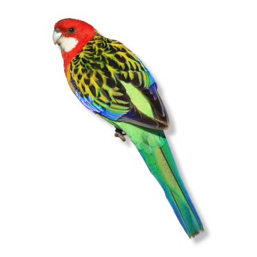 Eastern Rosella - Platycercus Eximius