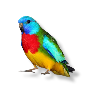 Grass Parakeets - Neophema