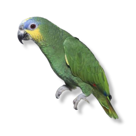 Orange Winged Amazon - Amazona amazonica