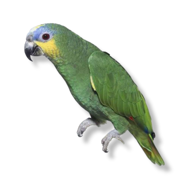 Orange Winged Amazon - Amazona amazonica