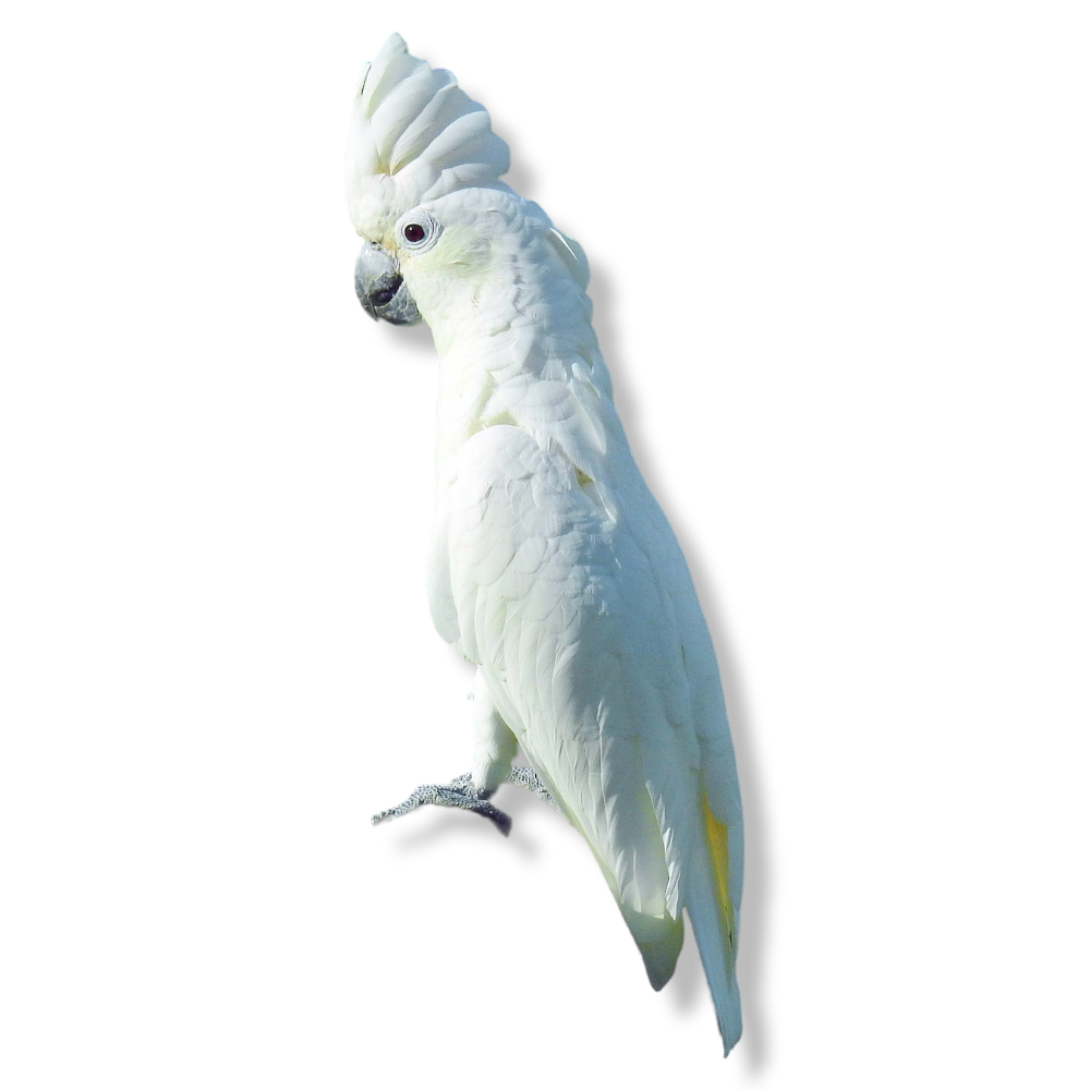 White Umbrella Cockatoo - Cacatua Alba