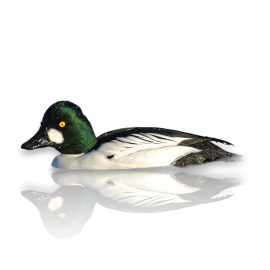 Κουδουνόπαπια - Common Goldeneye
