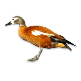 Cape Shelduck