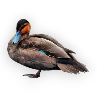 Philippine Duck