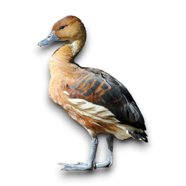 Foulvus Whislink