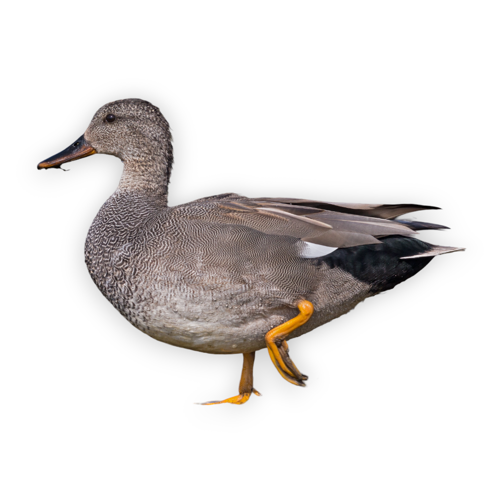 Πάπια Gadwall
