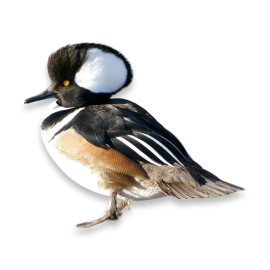 Hooded Merganser