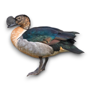 Knob Billed Duck