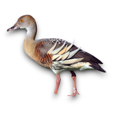 Plumed Whislink