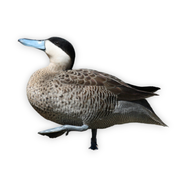 Πάπια Puna Teal