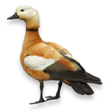 Καστανόπαπια - Ruddy Shelduck