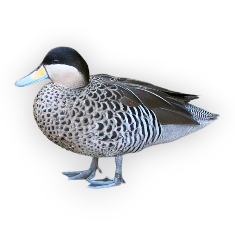  Πάπια Versicolor Τeal (Silver Τeal)