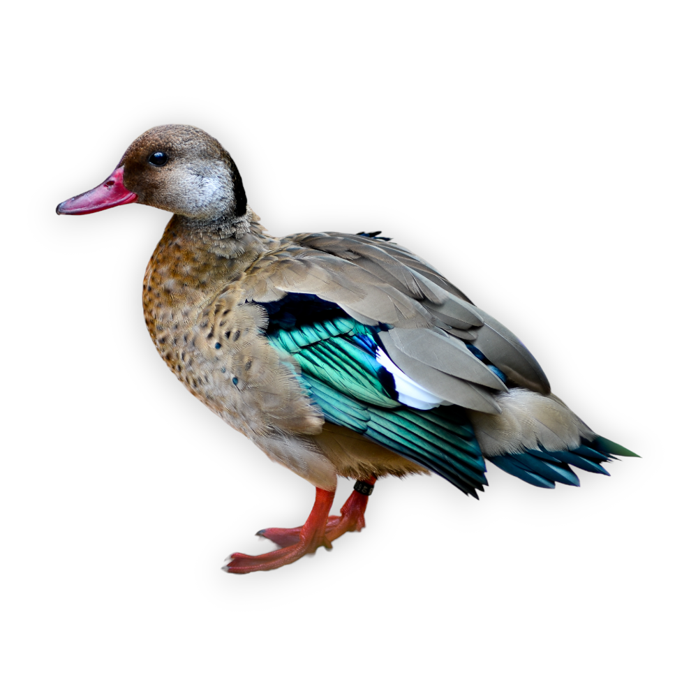 Πάπια Brazilian Teal