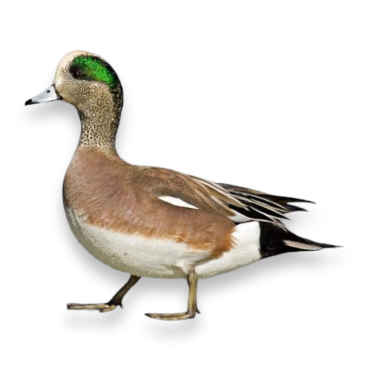 Αμερικανικό Σφυριχτάρι - American Wigeon