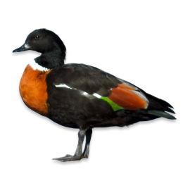 Αυστραλιανή Πάπια της Shell - Australian Shelduck