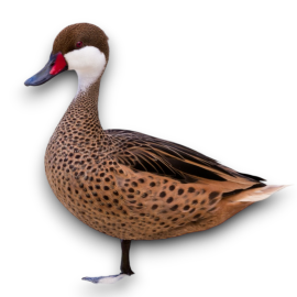 Bahama Pintail Duck