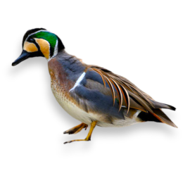 Πάπια Baikal Teal - Baikal Teal Duck