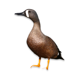 Μπλε Φτερωτό Κιρκίρι Πάπια Έλος - Blue-Winged Teal