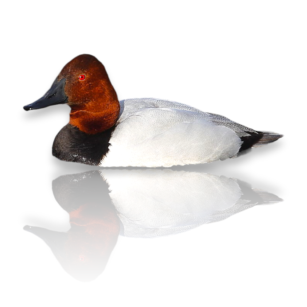 Canvasback Duck