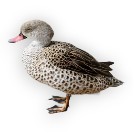 Πάπια Cape Teal -  Cape Teal Duck