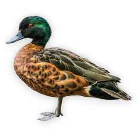 Πάπια Chestnut Teal - Chestnut Teal Duck