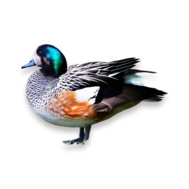 Σαρσέλα του Σίλοε - Chiloe Wigeon