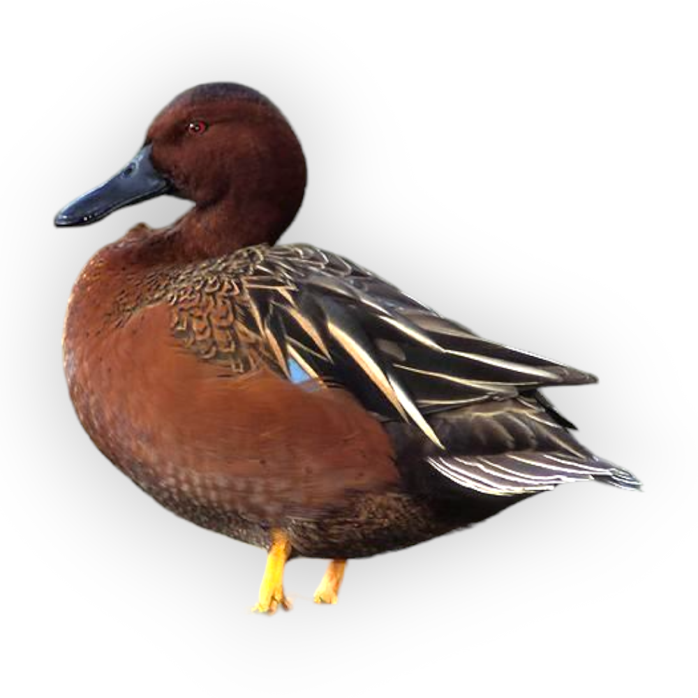 Πάπια Κανέλας - Cinnamon Teal Duck
