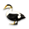 Πάπια Common Eider