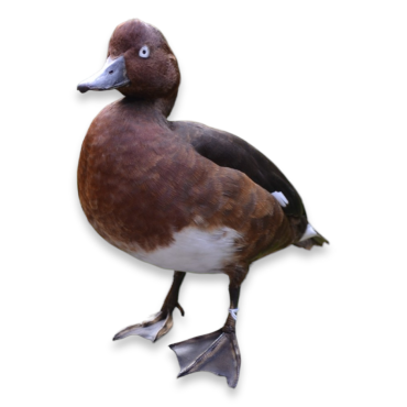 Βαλτόπαπια - Ferruginous Duck