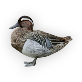 Πάπια Garganey Teal