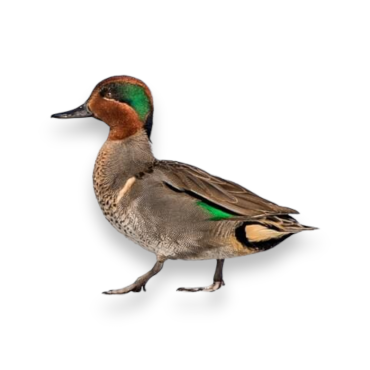 Πράσινο Φτερωτό Κιρκίρι - Green Winged Teal