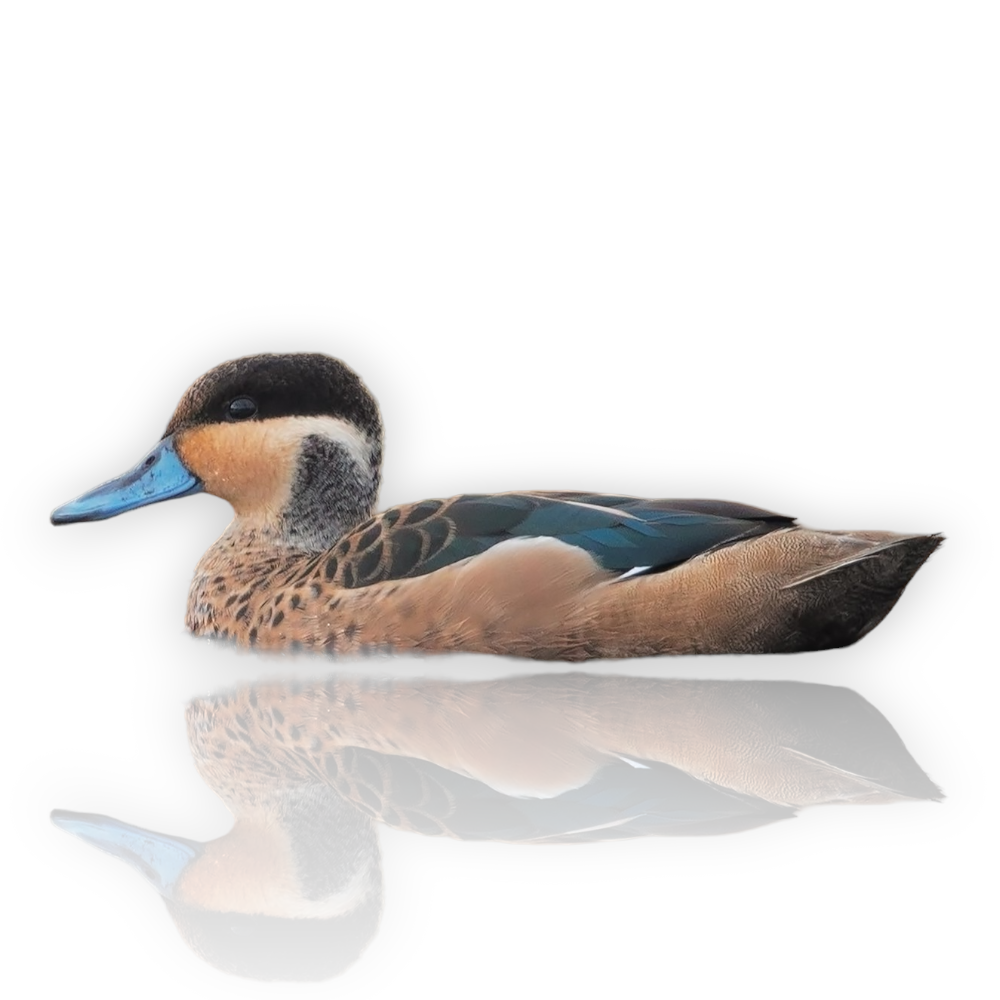 Πάπια Hottentot Teal - Hottentot Teal Duck