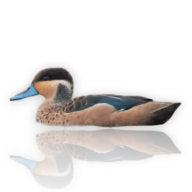 Πάπια Hottentot Teal - Hottentot Teal Duck