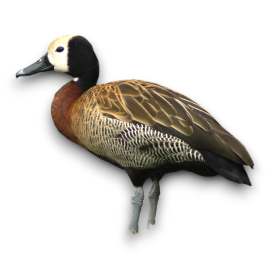 White face Whislink Duck
