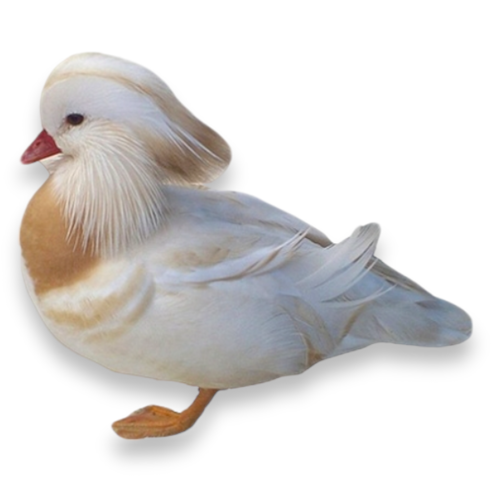 Πάπια Μανδαρίνος Λευκή - White Mandarin Duck