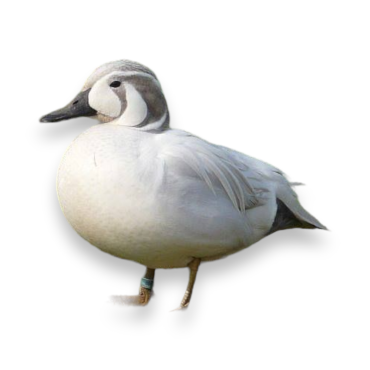 Πάπια Silver Baikal Teal - Silver Baikal Teal Duck