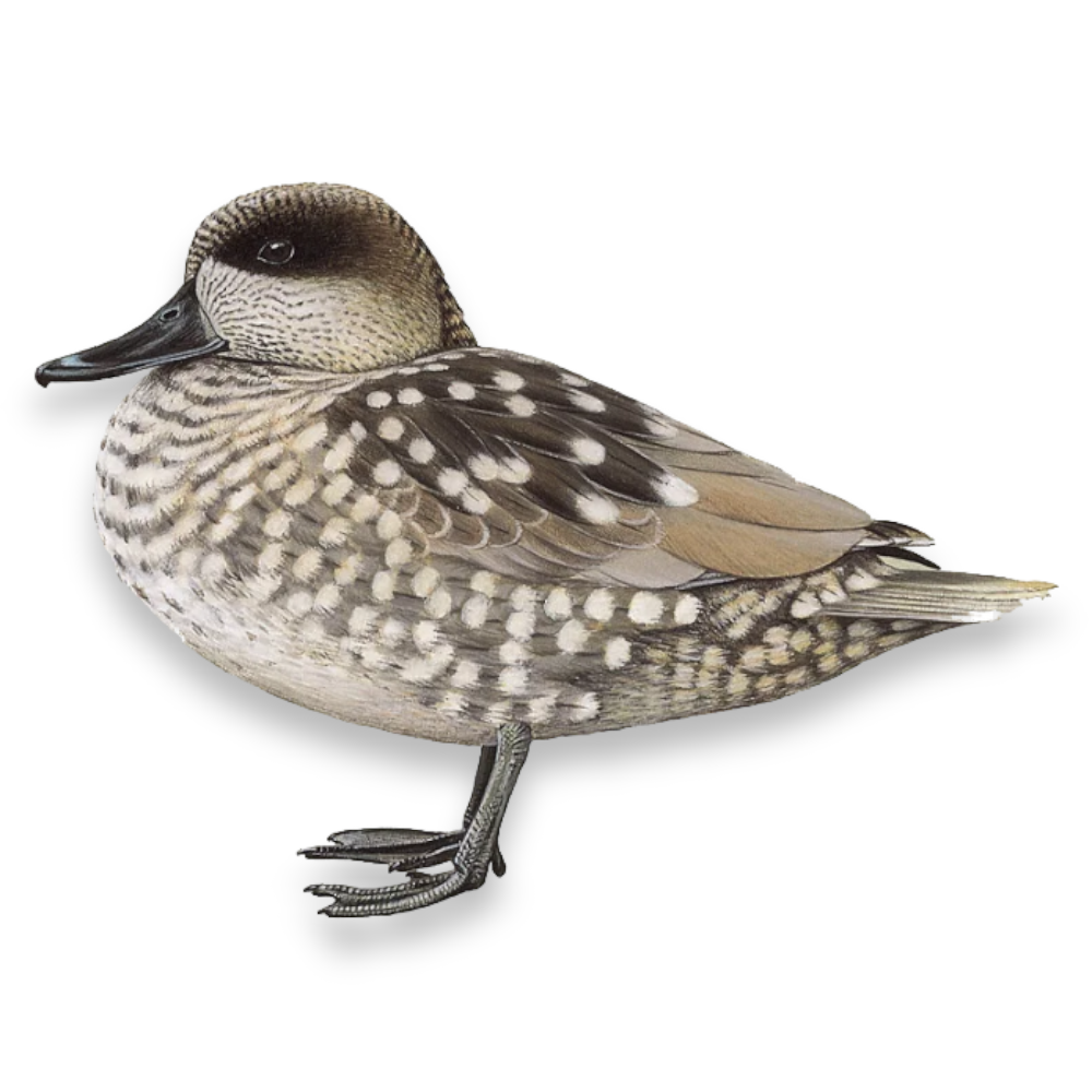 Μαρμάρινο Κιρκίρι - Marbled Teal Duck