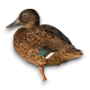 Πάπια Laysan Teal