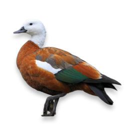Paradise Shelduck