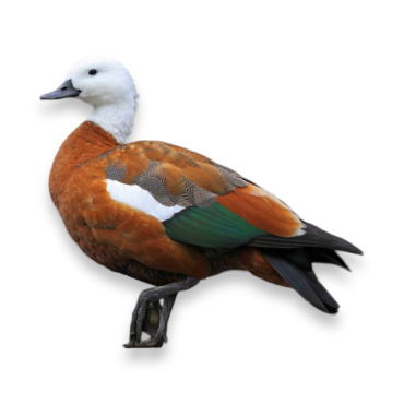 Paradise Shelduck