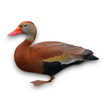 Red Billed Whislink