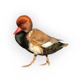 Πάπια Red Crested Pochard