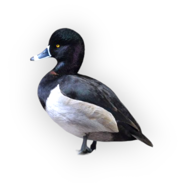 Ring-necked Duck