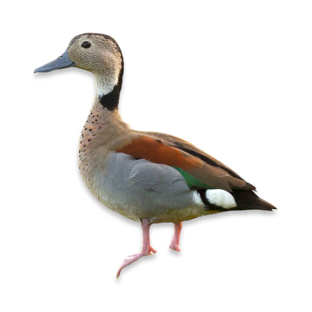 Πάπια Ringed Teal - Ringed Teal Duck