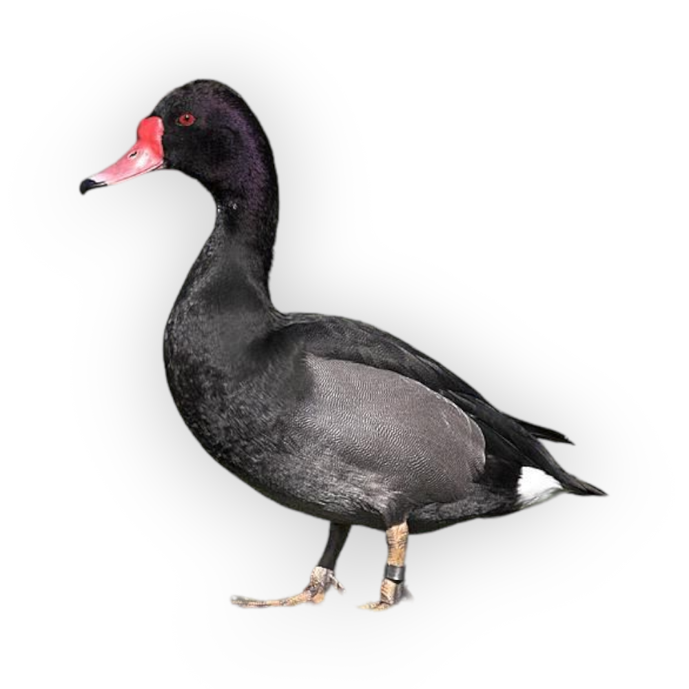 Rosy-billed Pochard