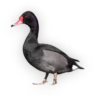 Rosy-billed Pochard