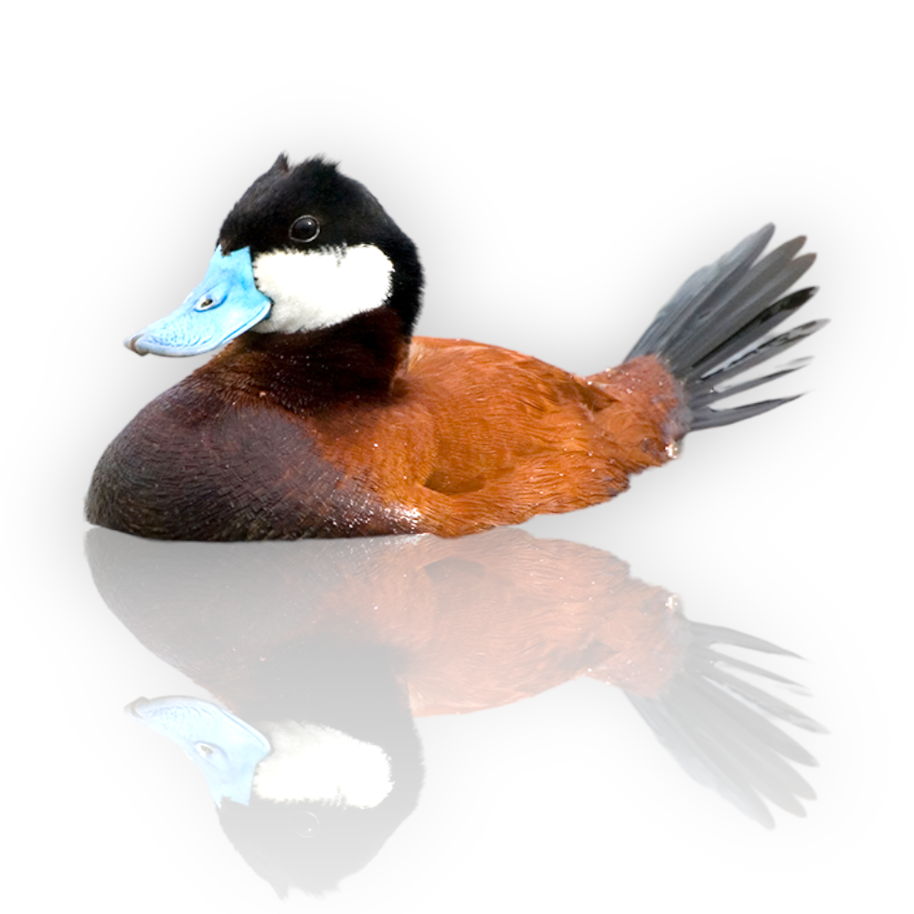 Πάπια Ρουσομύτη - Ruddy Duck